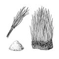 Barley grass and powder vector superfood drawing. Isolated