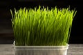 Barley grass. Sprouted barley grains in a container. Barley sprouts for food. The concept of diet, vegetarianism and Royalty Free Stock Photo