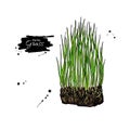 Barley grass vector superfood drawing. Isolated hand drawn illustration