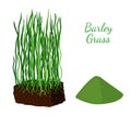 Barley grass, wheat. Vegetarian food. Cartoon flat style. Vector illustration