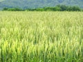 Acres of Barley growing under Finger Lakes sunshine Royalty Free Stock Photo