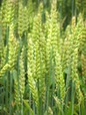 Barley grain heads mature in the Finger Lakes region of NYS