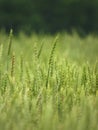 Barley stalks growing in the Finger Lakes region of NYS Royalty Free Stock Photo
