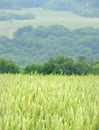 Barley grain growing in the hot Finger Lakes sunshine Royalty Free Stock Photo