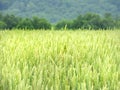 Young Barley crop growing in the Finger Lakes of NYS Royalty Free Stock Photo