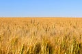 Barley heads stand out in a field of ripening grain Royalty Free Stock Photo