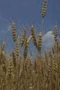 Barley Heads Royalty Free Stock Photo