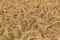 Barley (Hordeum vulgare) field, barley ears. Royalty Free Stock Photo