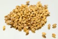 Barley Royalty Free Stock Photo