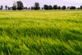Barley Hordeum vulgare growing on field with ears of grain blurred by wind and long exposure. Rural countryside landscape. Royalty Free Stock Photo