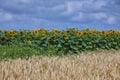 Barley Hordeum vulgare and sun flower field on a blue sky Royalty Free Stock Photo