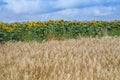 Barley Hordeum vulgare and sun flower field on a blue sky Royalty Free Stock Photo