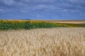 Barley Hordeum vulgare and sun flower field on a blue sky Royalty Free Stock Photo