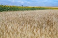 Barley Hordeum vulgare and sun flower field on a blue sky Royalty Free Stock Photo