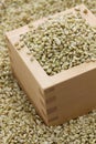 Traditional barley koji for homemade mugi miso Royalty Free Stock Photo