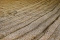 Barley left for germination in a distillery in Scotland Royalty Free Stock Photo