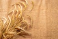 Barley macro. Whole, barley, harvest wheat sprouts. Wheat grain ear or rye spike plant on linen texture or brown natural cotton Royalty Free Stock Photo