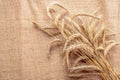 Barley macro. Whole, barley, harvest wheat sprouts. Wheat grain ear or rye spike plant on linen texture or brown natural cotton Royalty Free Stock Photo