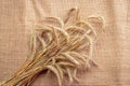 Barley macro. Whole, barley, harvest wheat sprouts. Wheat grain ear or rye spike plant on linen texture or brown natural cotton Royalty Free Stock Photo