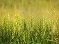 Barley field grain head closeup in NYS agriculture