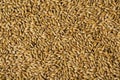 Barley malt Royalty Free Stock Photo