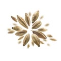 Barley malt grains levitate on a white background Royalty Free Stock Photo