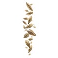 Barley malt grains levitate on a white background Royalty Free Stock Photo