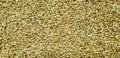Barley malt in grains Royalty Free Stock Photo