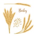 Barley, oat set. Plant, spikelet with ears, grains, seeds,