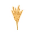 Barley, oat set. Plant, spikelet with ears, grains, seeds, sheaf