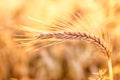 Barley - one shining golden ear of corn on barley field Royalty Free Stock Photo