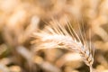 Barley - one shining golden ear of corn on barley field Royalty Free Stock Photo