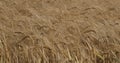 Barley and onion fields , Loiret depatment, France