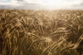 Barley photographed towards the setting sun