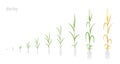 Barley plant growth stages development. Hordeum vulgare. Species major cereal grain. Harvest animation progression