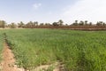 Barley plantation in M'Hamid El Ghizlane