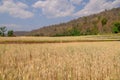 Barley rice on the farm. Royalty Free Stock Photo