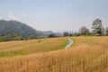 Barley rice on the farm. Royalty Free Stock Photo