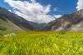 Barley rice field at Sonamarg, Srinagar, Jammu Kashmir, India