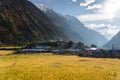 Barley rice paddy in Lho village in Manaslu circuit trekking route, Himalaya mountains range in Nepal Royalty Free Stock Photo