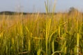Barley ripens at field in russian village Kaliningrad