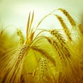 Barley - rye - oat Royalty Free Stock Photo