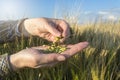 Barley seed in female hand, farmer examining plants, agricultural concept