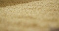 Barley seed treatment close-up: agricultural processing