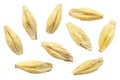 Barley seeds are isolated on white, top view, macro. Barley seeds isolated on a white background. Grains of barley malt on a white