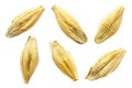 Barley seeds are isolated on white, top view, macro. Barley seeds isolated on a white background. Grains of barley malt