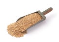 Barley seeds in old metal scoop Royalty Free Stock Photo