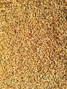Barley seeds in the sunlight, abstract background