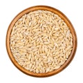 Barley grains, seeds with outer husk in wooden bowl
