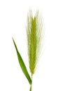 Barley spike Royalty Free Stock Photo